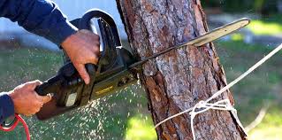 Best Hazardous Tree Removal  in Westmorland, CA
