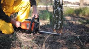 Best Firewood Processing and Delivery  in Westmorland, CA
