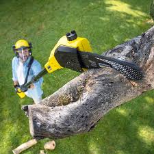 Best Organic Lawn Care Solutions  in Westmorland, CA