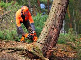 Best Lawn Disease Treatment  in Westmorland, CA
