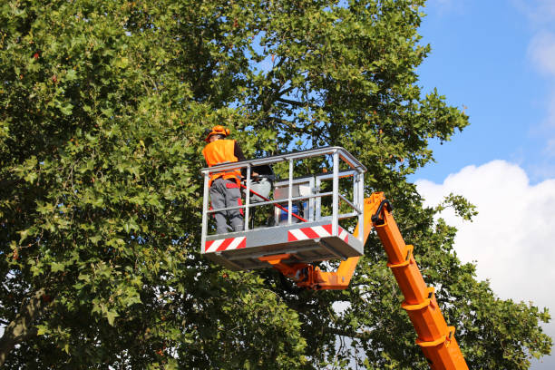 Best Tree Preservation Services  in Westmorland, CA