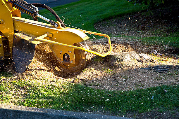 Best Arborist Consultation Services  in Westmorland, CA