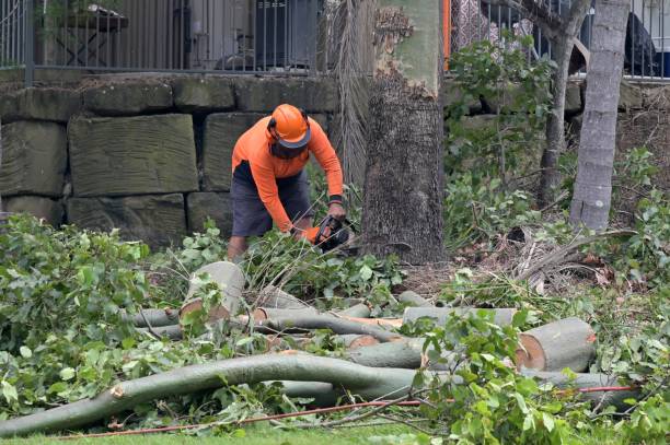 Best Tree Removal  in Westmorland, CA