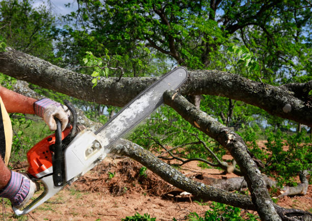 Westmorland, CA Tree Removal Company